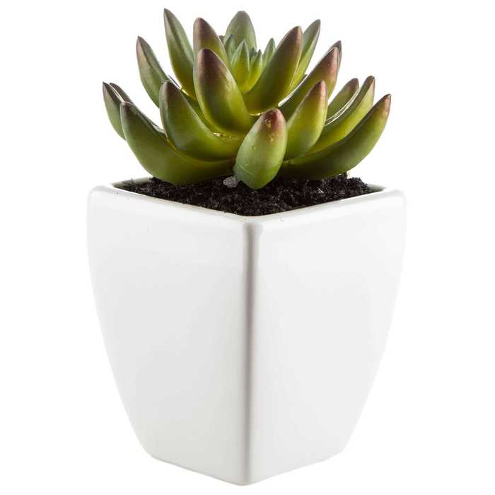 Green Succulent Plant Potted in Soil Hobby Lobby 594994
